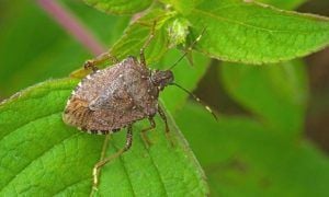 BMSB (2024-2025) - Season starts 1st Sept 2024 BMSB (2024-2025) - Season starts 1st Sept 2024